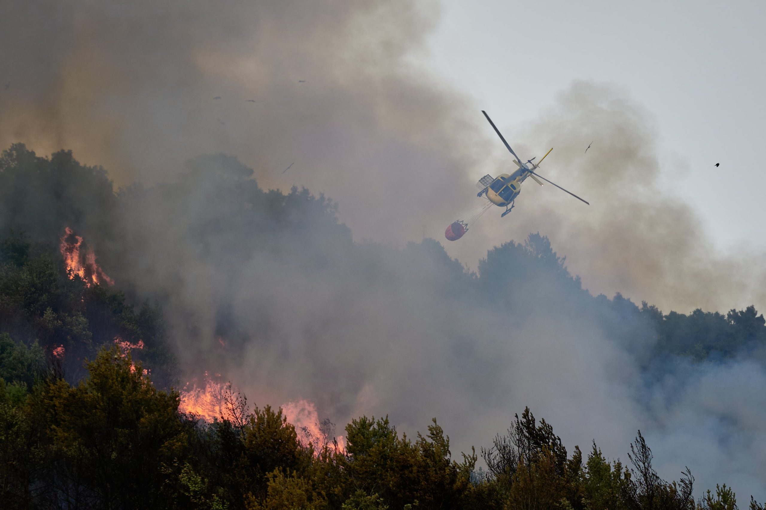 Una fiscalidad forestal para apagar el fuego