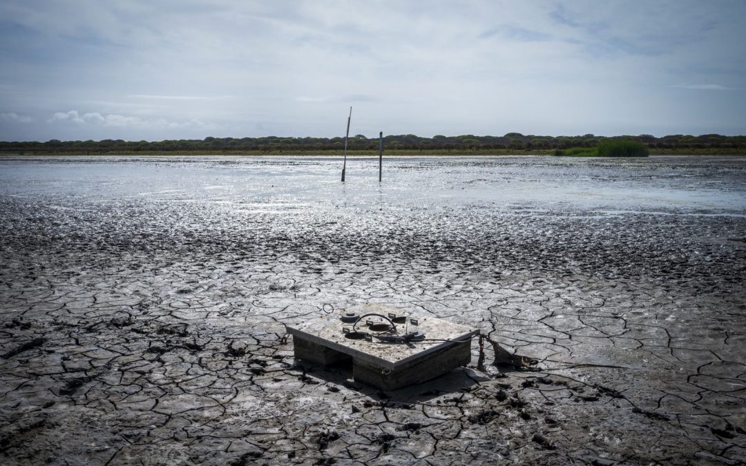 Tras casi desaparecer por la sequía, la laguna de Santa Olalla en Doñana recupera sus condiciones hídricas, pero no las especies
