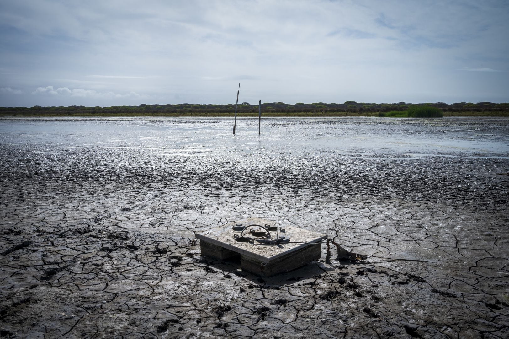 Tras casi desaparecer por la sequía, la laguna de Santa Olalla en Doñana recupera sus condiciones hídricas, pero no las especies