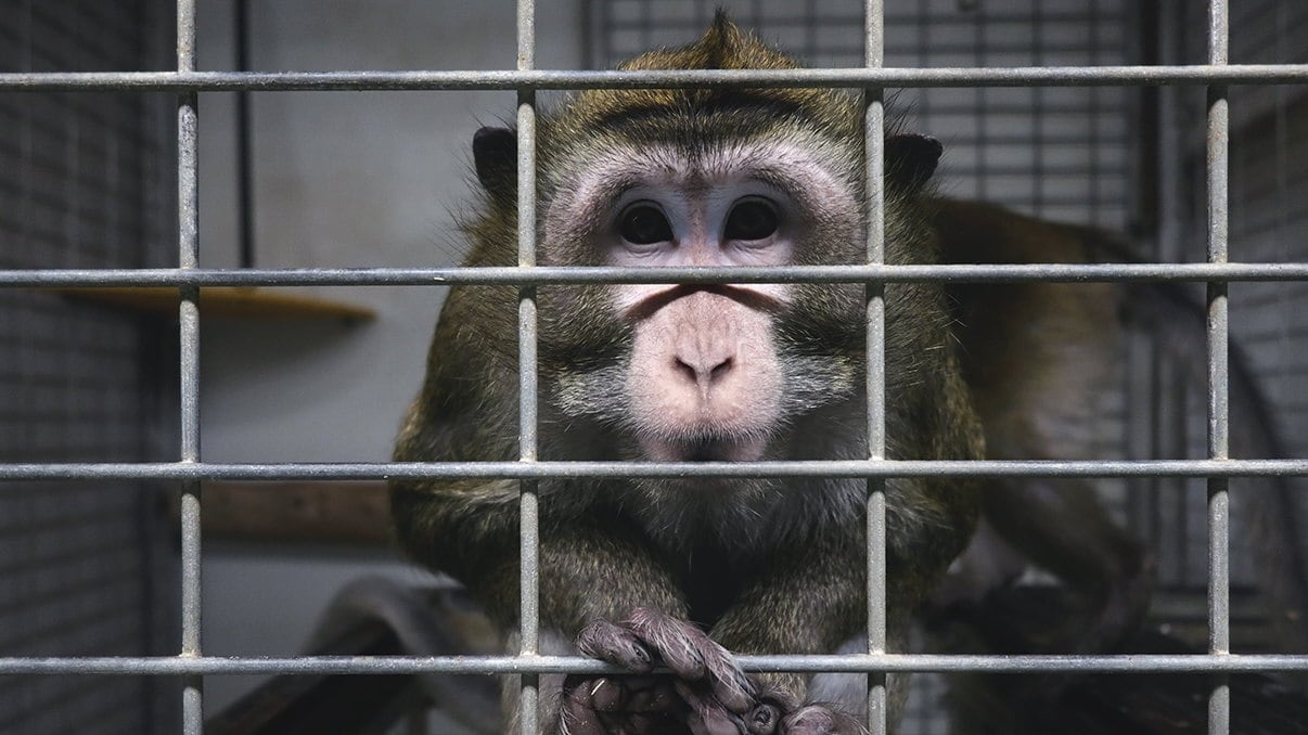 Uno de cada dos españoles apoya usar animales en investigaciones científicas