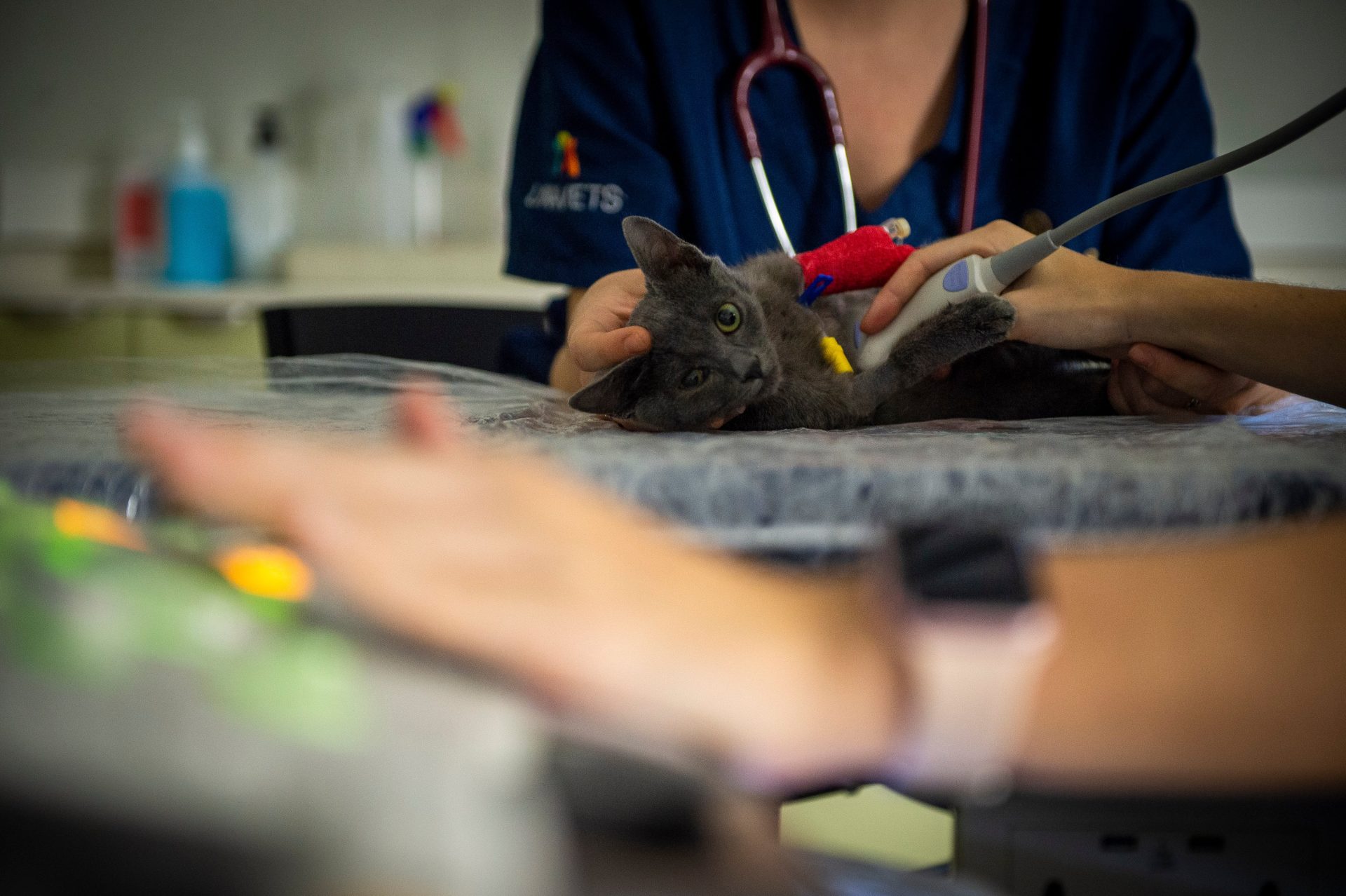 La Agencia del Medicamento alerta del riesgo “mortal” que las lociones crecepelo suponen para los gatos y otras mascotas