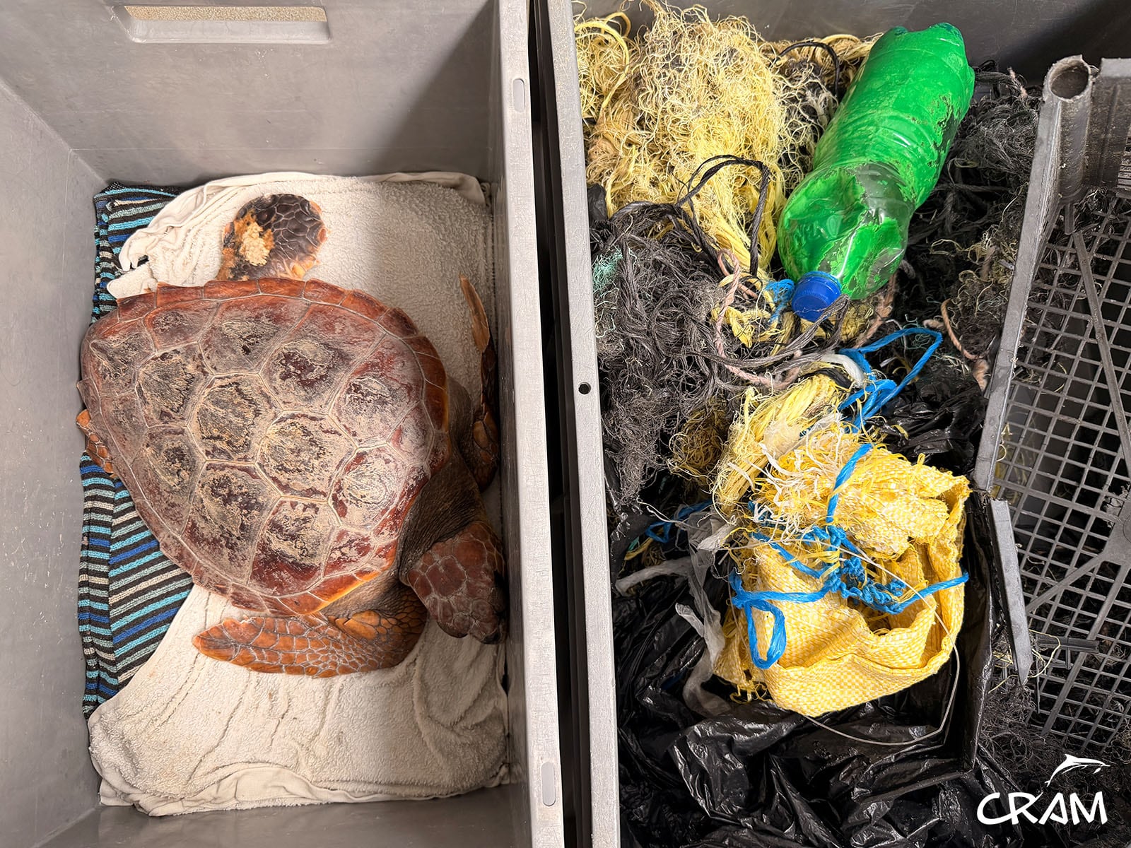 ‘Atenas’, la tortuga que arrastraba la mitad de su peso en basura: redes, bolsas, cabos y hasta una caja