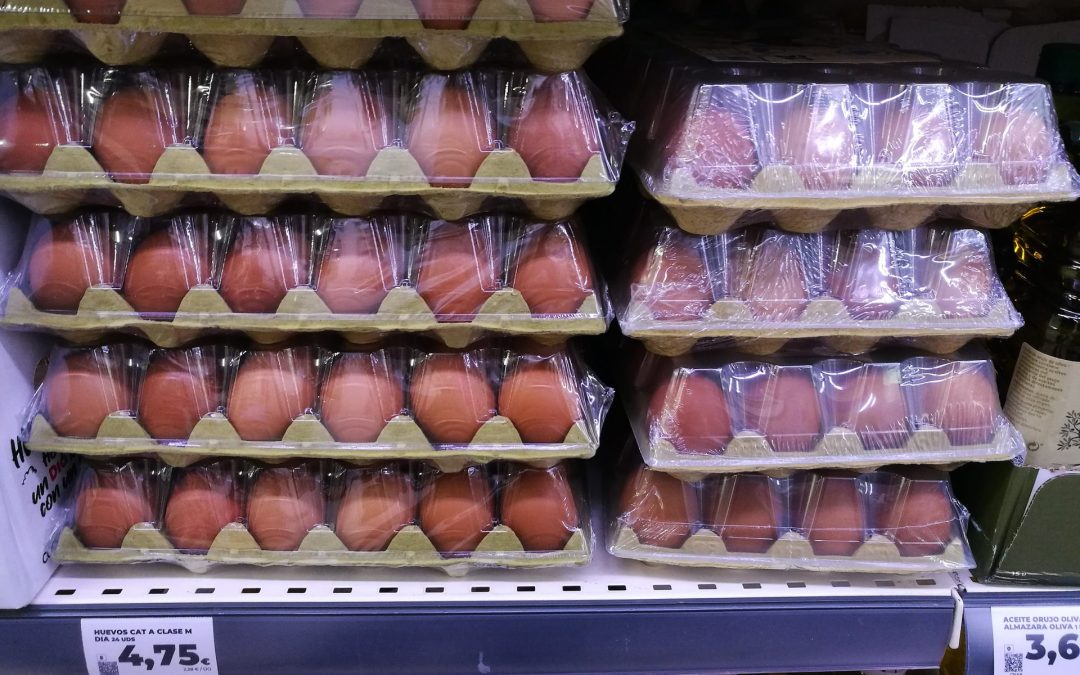 Al menos 13 intoxicados por salmonela en España por huevos contaminados con la bacteria